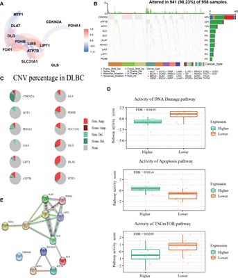 Development and validation of a cuproptosis-associated prognostic model for diffuse large B-cell lymphoma